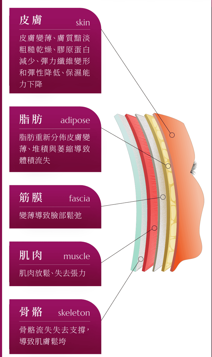 肌膚老化分層示意:皮膚、脂肪、筋膜、肌肉、骨骼五個層次的老化變化