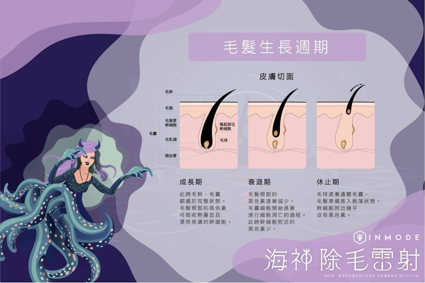 毛髮生長週期示意圖:成長期、衰退期、休止期。